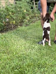 German shorthair pointer puppies ready to find there forever home