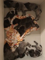AKC German shorthaired pointers