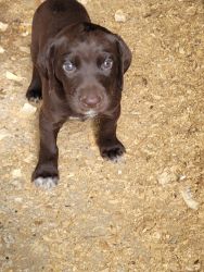 German Shorthair Pointer Pups for sale.