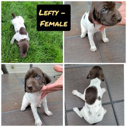 AKC German Shorthaired Pointers puppies