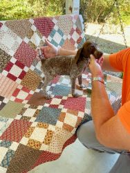 German shorthaired pointer puppies akc registered
