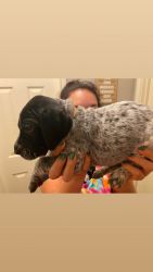 German Shorthaired pointer pup