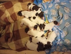 German shorthaired pointer puppies looking for forever homes by Xmas