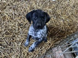 German Short hair Pointer Puppies READY TO GO HOME!