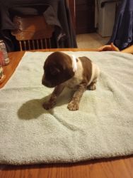 For sale German shorthaired pointers