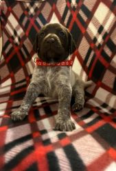 AKC German Shorthaired Pointers
