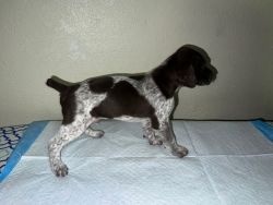 AKC Registered Litter, GSP Puppies
