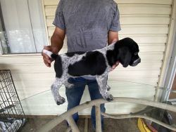 GSP pup for sale