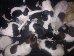 German shorthaired pointer pups