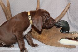 Akc registered German shorthaired pointer pups available.