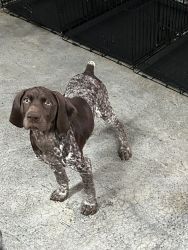 AKC German Shorthair pointer Pure Bred bird hunting dogs