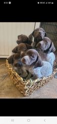 German shorthair pointers for sale no pappers.