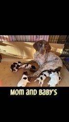 Dogs for sale German shorthair pointer