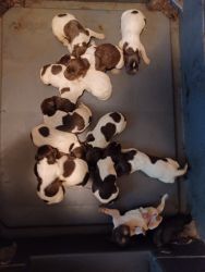 AKC GERMAN SHORTHAIRED POINTER PUPPIES WHELPED 5-10-23