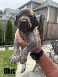 Purebred AKC Registered German Shorthaired Pointer Puppies