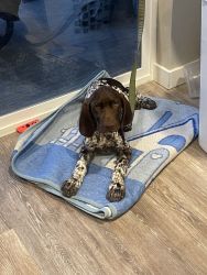 Pointer looking for a forever home
