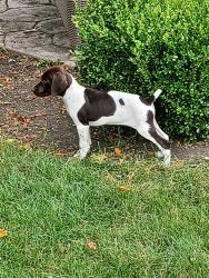 Quality GSP puppies for sale