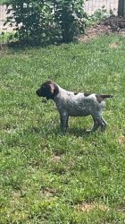 AKC German Shorthaired Pointer