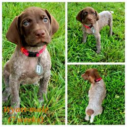 German Shorthaired Pointer Puppies for Sale