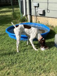 German shorthaired pointer for sale