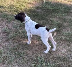 Male German Shorthaired Pointer