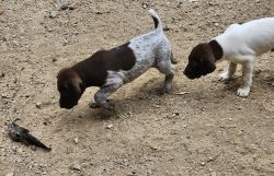 German Shorthair Pups for sale