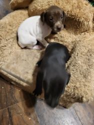 German shorthaired pointer pups