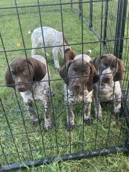 Diamond Double F Kennel and Game birds