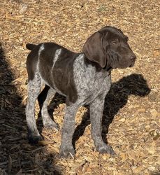 AKC Registered German Shorthaired Pointers