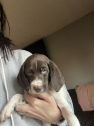Purebred GSP Puppies ready 11/3/23!!