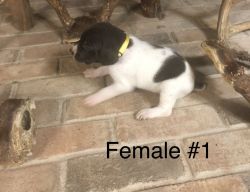 German Shorthaired Pointer puppies