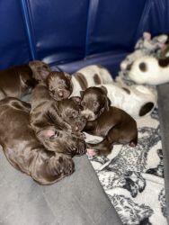 8 puppies available