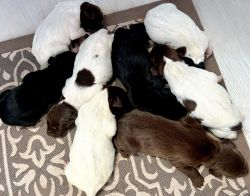 GSP Puppies AKC Register-able