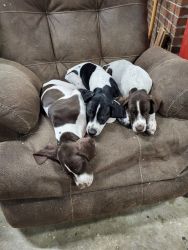 Male German Shorthaired Pointer Puppy