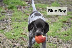 Winnie X Boone Puppies- Blue