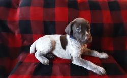 GSP Puppies for Sale