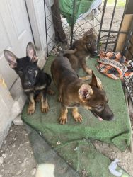 German Shepard puppies 3 makes n 1female