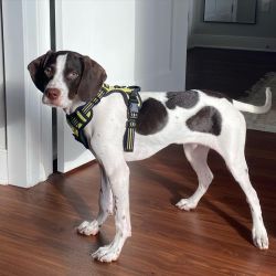 Male German shorthaired Pointer Need a new family