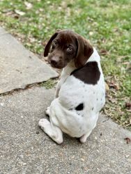 German Shorthaired Pointer Puppies -1 Male 2 Females - $300