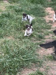 AKC German shorthaired pointers