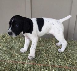 German Short haired pointer puppies for sale.