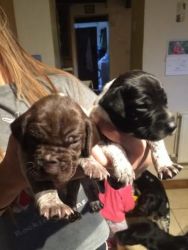 Adoreable German Shorthaired Pointer Pups