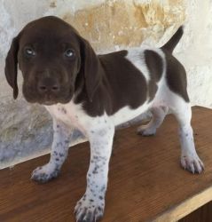 Well Trained German Shorthaired Pointer Pups