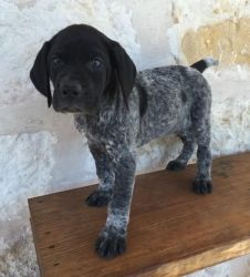 Beautiful German Shorthaired Pointer Pups For Sale