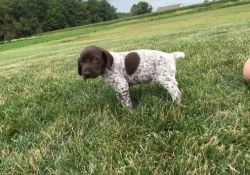 Lovely German Shorthaired Pointer Puppies