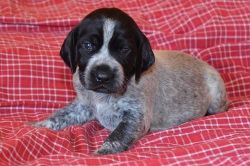 German Shorthaired Pointer For $500
