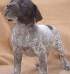 Beautiful Female German Shorthaired Pointer