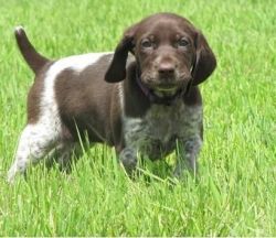 Healthy German Shorthaired Pointer for sale
