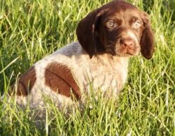 German Shorthaired Pointer puppies available