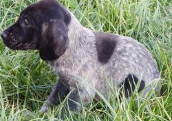 German Shorthaired Pointer Puppies Available $400